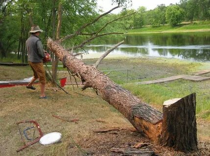 Down trees