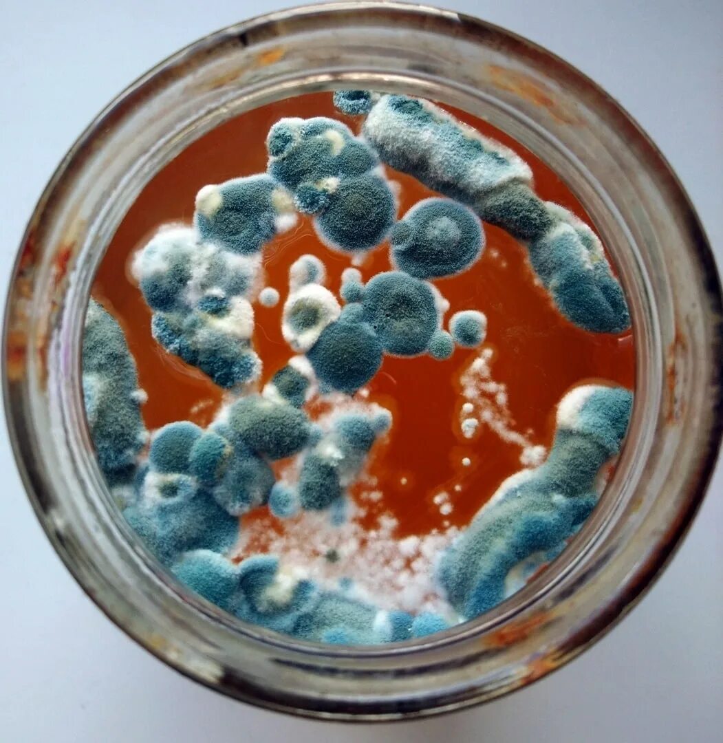 Магазин плесени. Плесневелые грибы микробиология. Микроорганизмы плесневые грибы. Плесень бактерии. Микроорганизмы плесень.