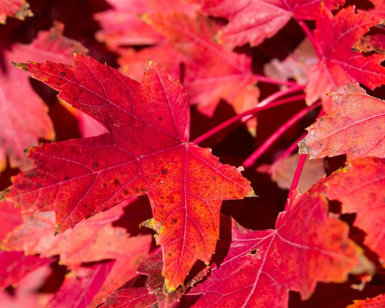 Осенний кленовый лист. Красный лист. Красивые листья. Красный лис. Красные осенние листья.