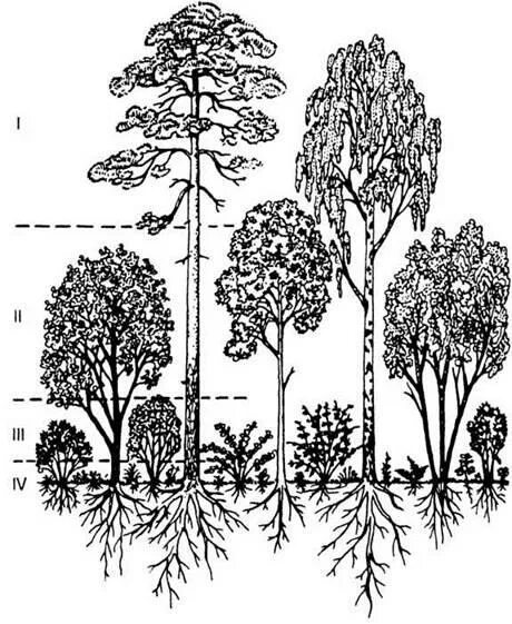 Растительное сообщество рисунок. Широколиственный лес ярусы. Ярусность растительного сообщества схема. Ярусность тропического леса. Ярусность тайги растения.