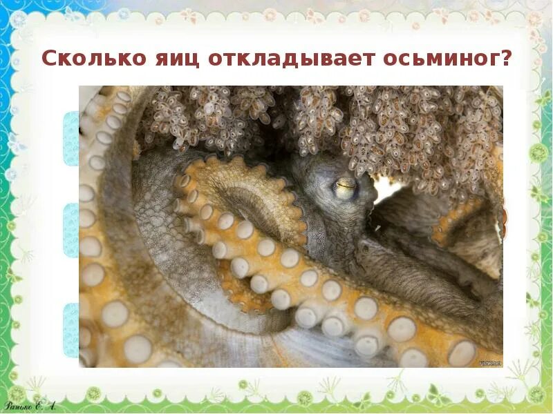 Какие животные откладывают яйца. Животное которые откладывают яйца.