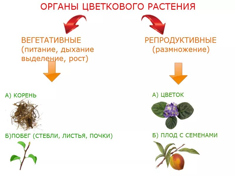 Органы растений. Вегетативные органы цветкового растения. Что такое вегетативное органы у овощей. Вегетативные органы растений схема.