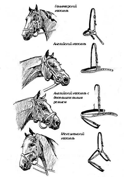 Строение уздечки капсюль. Уздечка с капсюлем для лошади. Английский капсюль для лошади. Строение уздечки для лошади. Сует лошади