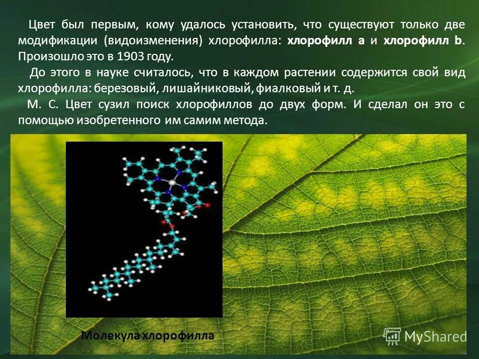 Хлорофилл у водорослей находится в. Хлорофилл у водорослей находится в
