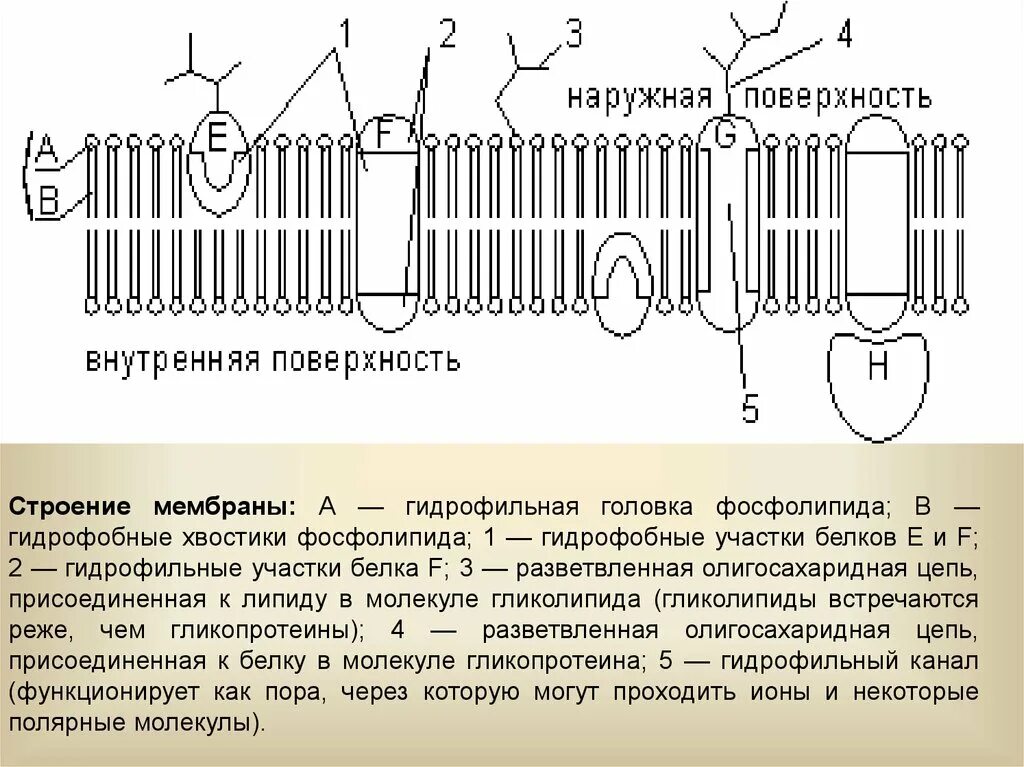 Плазматическая мембрана гидрофильные головки. Жидкостно-мозаичная модель плазматической мембраны. Строение фосфолипидов клеточной мембраны. Плазматическая мембрана головки фосфолипидов. Структура плазматической мембраны.