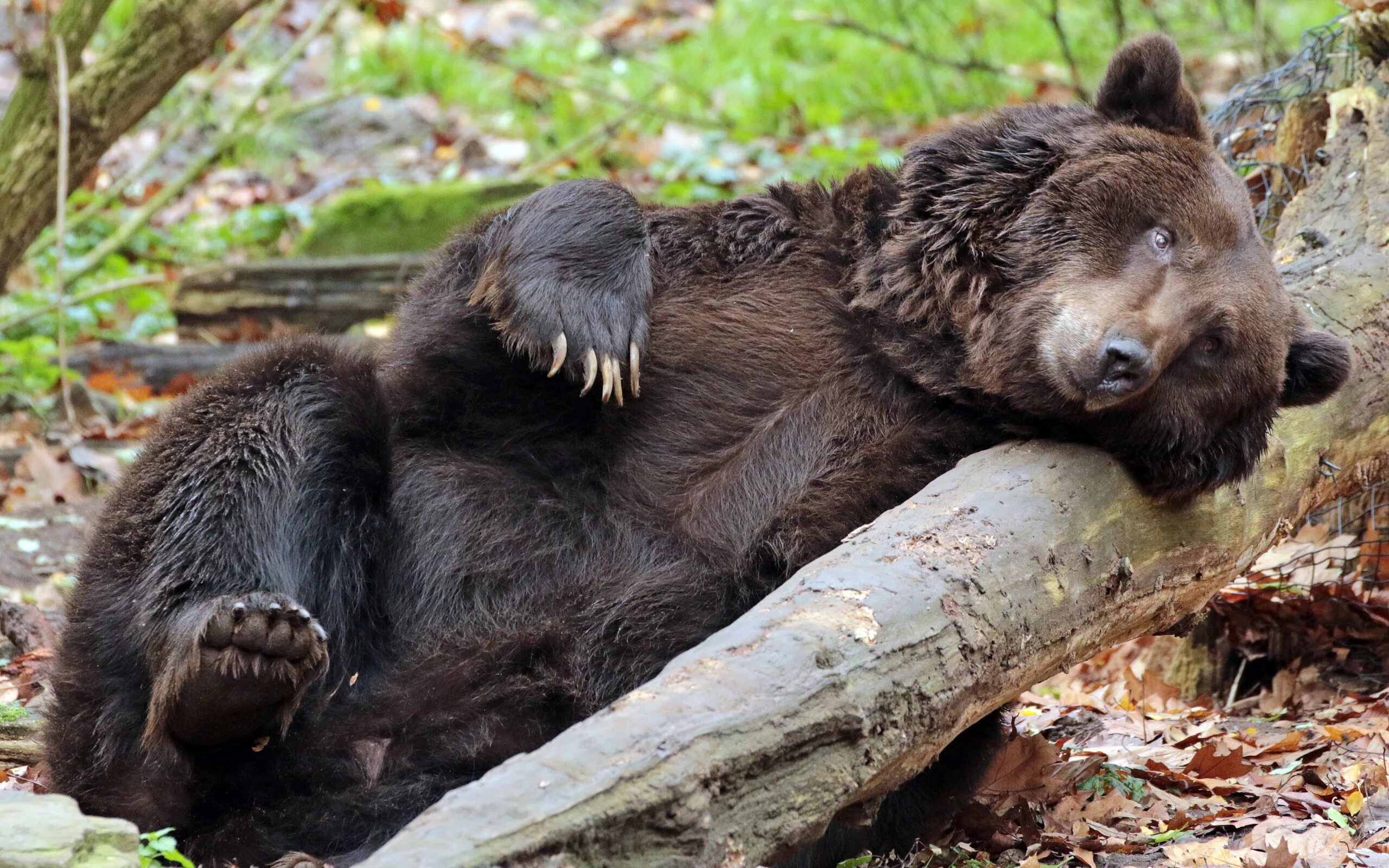 Медведь. Бурый медведь. Спящий медведь. Виновато медведь