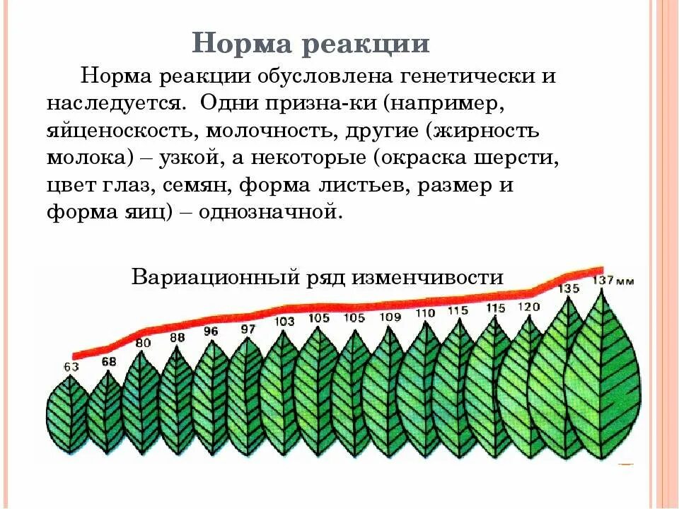 Нормы реакции бывают. Норма реакции биология 10 класс. Норма реакции признака это в биологии. Норма реакции модификационной изменчивости. Норма реакции биология 9 класс.