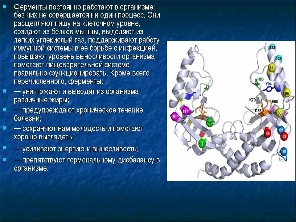 Ферментативные процессы в организме. Ферменты и их роль в организме человека. Роль ферментов в питании человека. Ферменты строение в организме. Какой фермент способен расщеплять пептиды