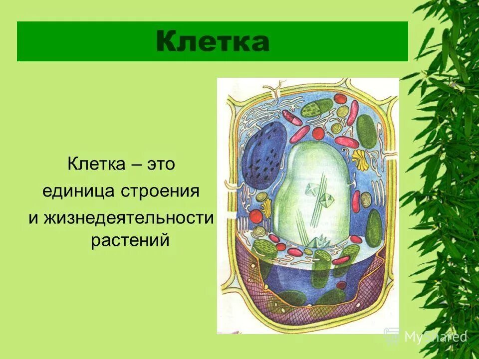 Клетка основная единица строения. Клетка основная единица строения