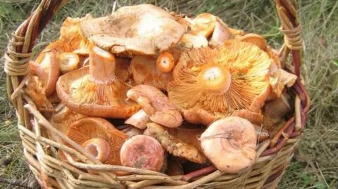 Грибники пензенской