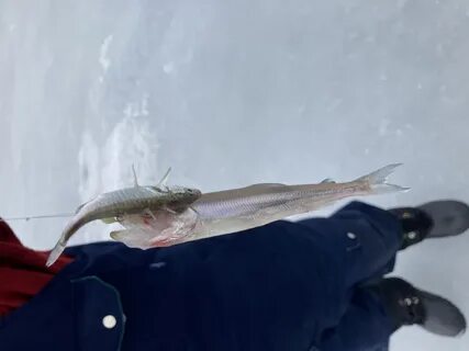Корюшка на финском заливе сегодня