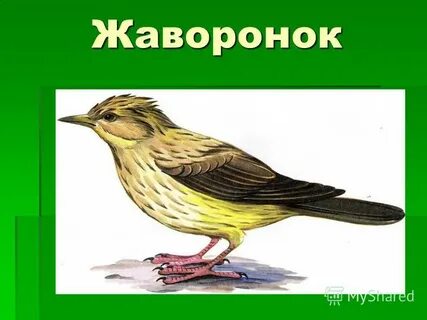 Жаворонок словарное слово