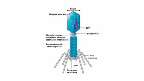 Капсидные вирусы