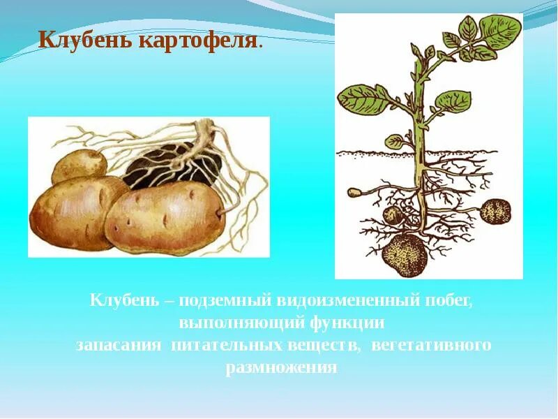 Что потребляют в пищу у картофеля. Корневые клубни картофель. Видоизмененный подземный побег картофеля. Клубень картофеля это видоизмененный побег. Видоизменённый побег клубень.