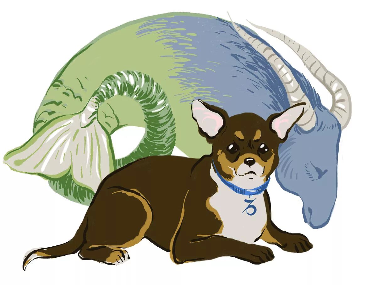 знаки зодиака собаки. собачий гороскоп. собака астрологическая. собака символ. китайский жетон.