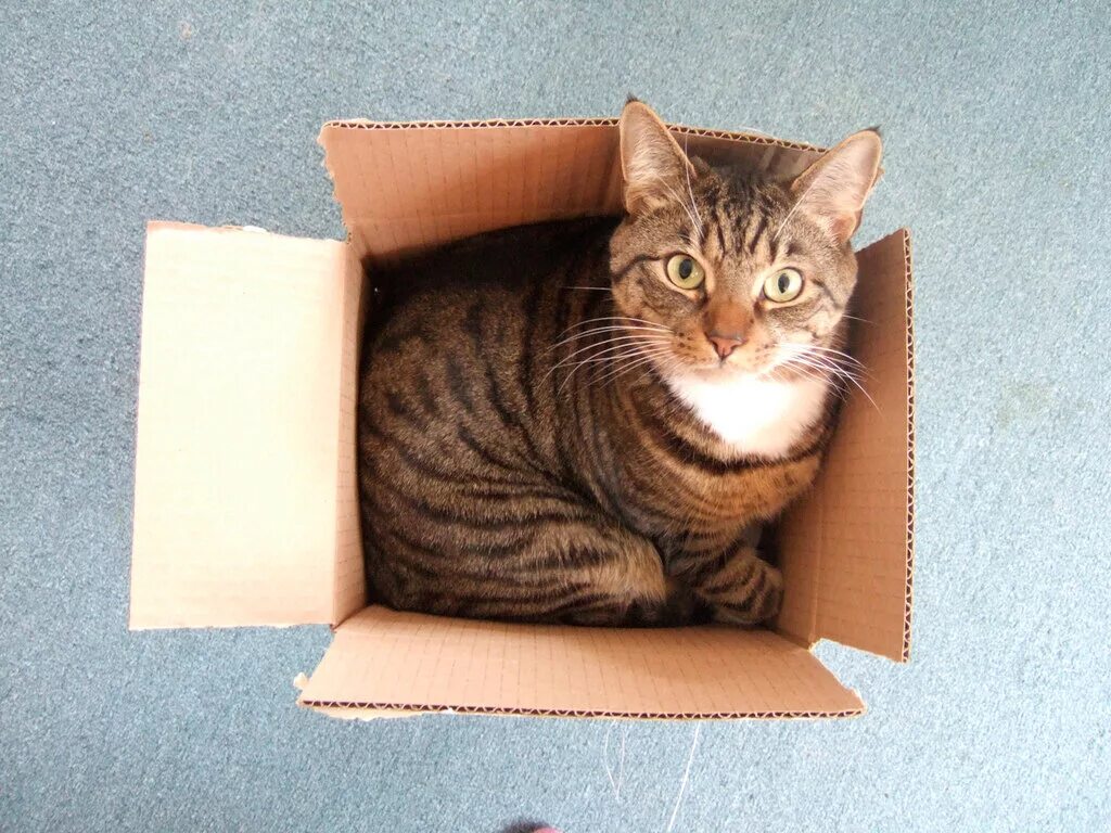 Почему коты любят коробки. Кошки и коробки. кошачьи в коробках. коробка для кошки. животное в коробке.
