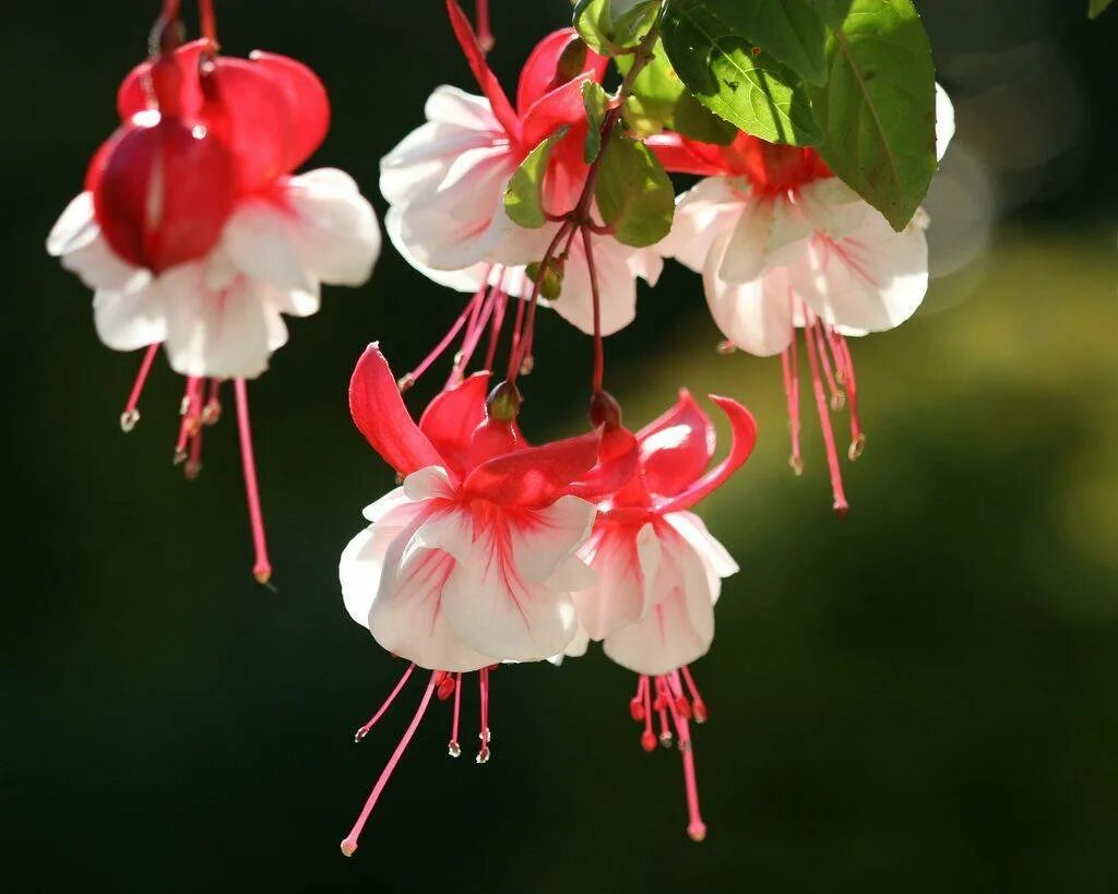 Фуксия фото. Фуксия Swingtime. Фуксия Fuchsia. Фуксия Ballerina. Фуксия Таньхуа.