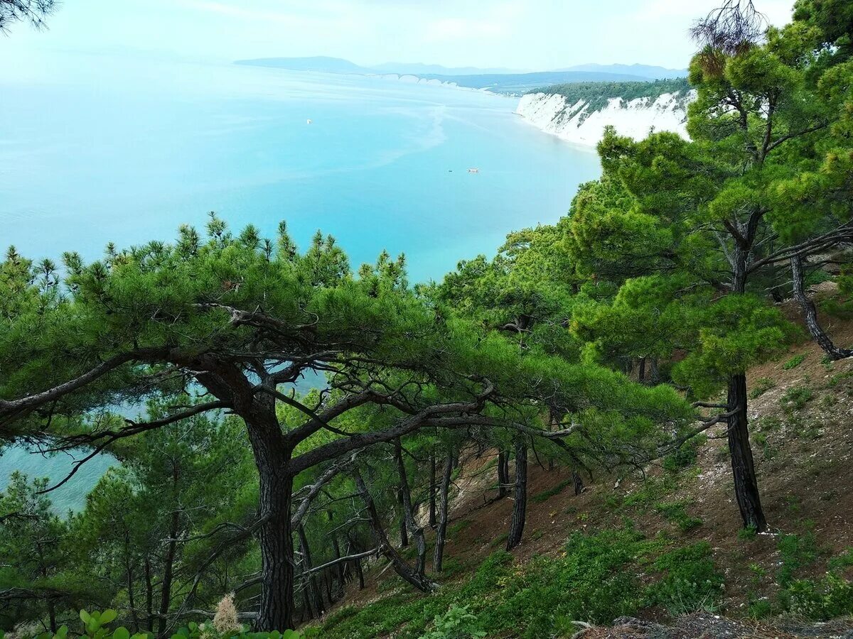 сосновый берег краснодарский край. бор пицундской сосны в геленджике. джанхотский бор сосны пицундской. краснодарский край сосновый берег кемпинг. сосновый краснодарский край.