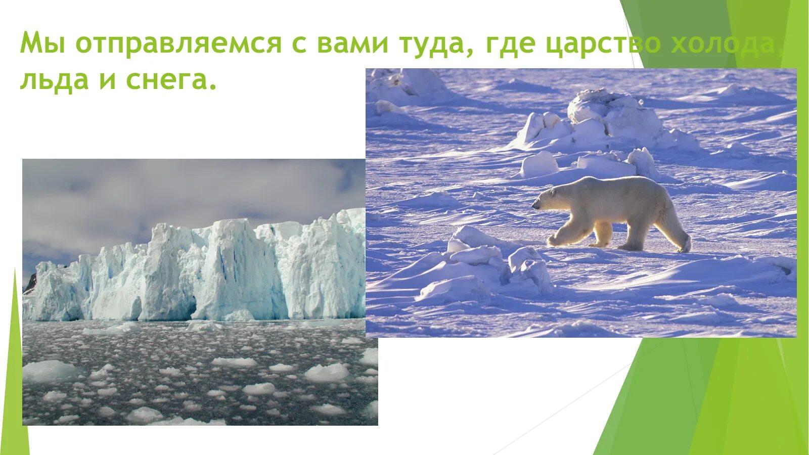 животные арктических пустынь занесенные в красную книгу. красная книга арктической пустыни. животные арктических пустынь россии. животные красной книги в артике. красная книга зоны арктических пустынь.