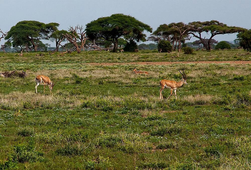 животный мир саванны и редколесья африки. растительный и животный мир саванны и редколесья. растительный и животный мир саванны и редколесья. намибия акация баобаб. саванны и редколесья австралии.