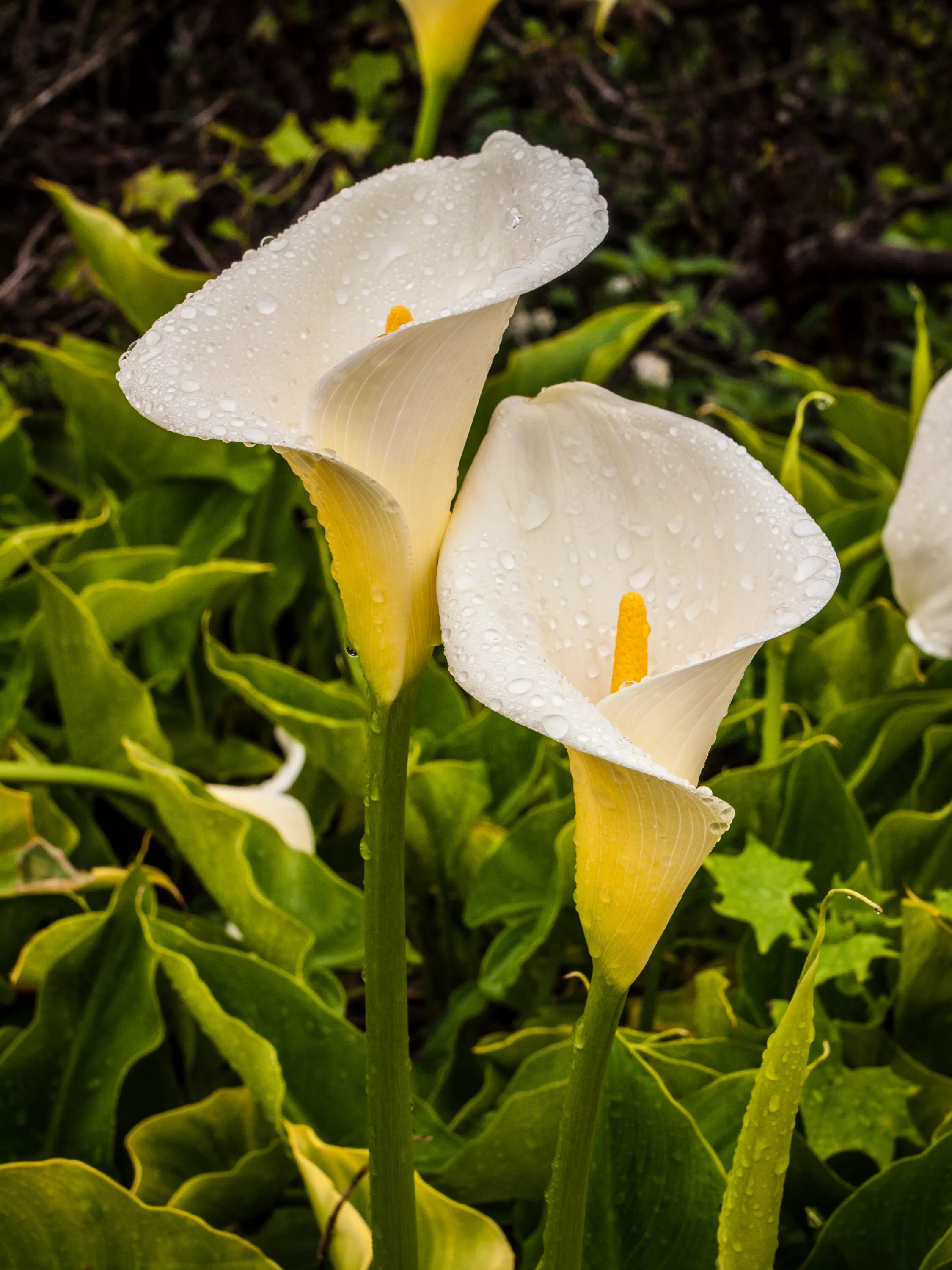 Картинки цветов каллы. Калла Зантедеския. Калла Зантедеския Zantedeschia aethiopica. Каллы белокрыльник цветы. Калла оранж Каунти.