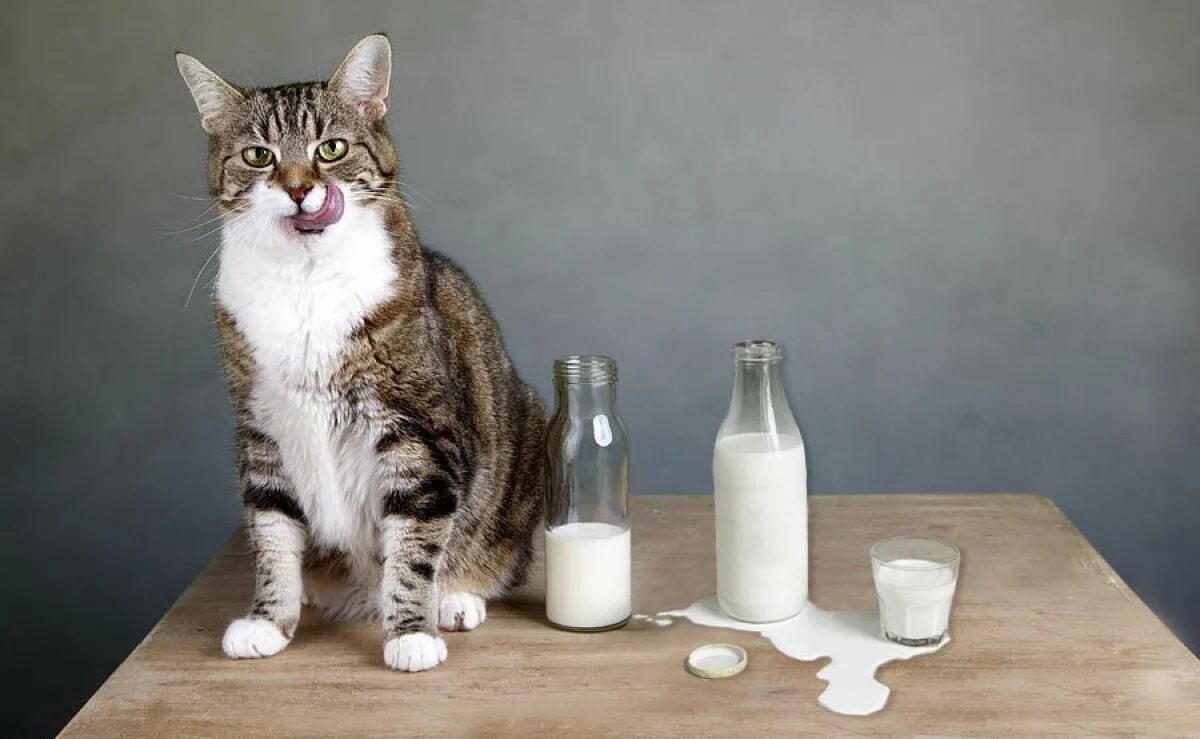 Можно котам кефир. Кот лакает молоко. Кот пьет молоко. Котик пьет молоко. Молочная кошка.