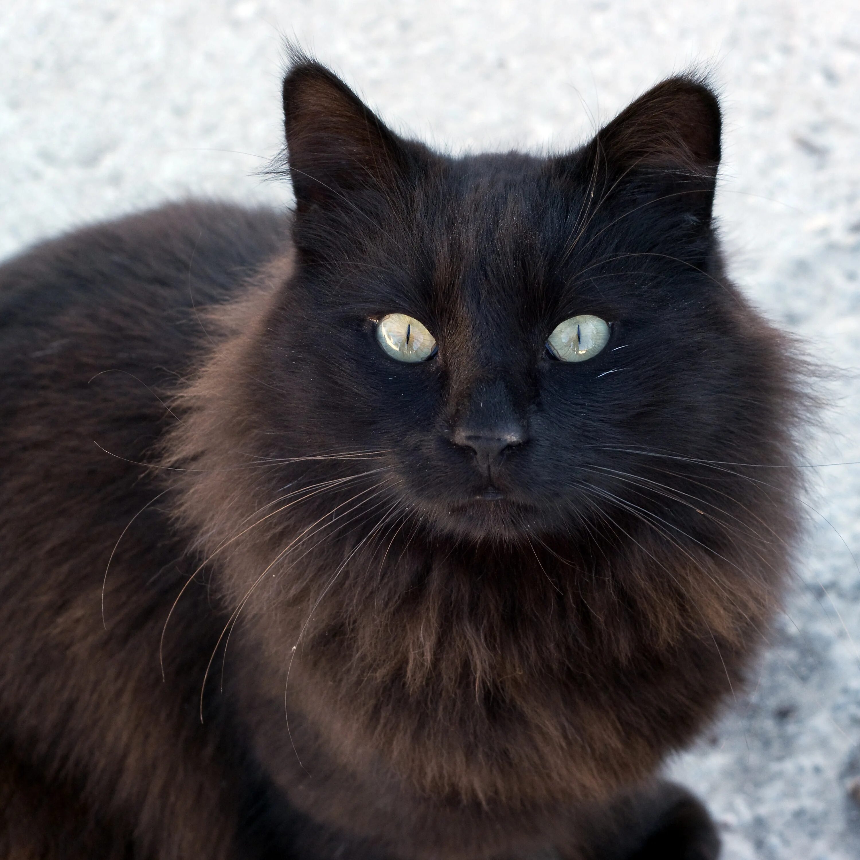 Порода с черно коричневым окрасом. Бомбейская кошка длинношерстная. Чёрный кот. Черно коричневая кошка. Кошка черноелричневая.