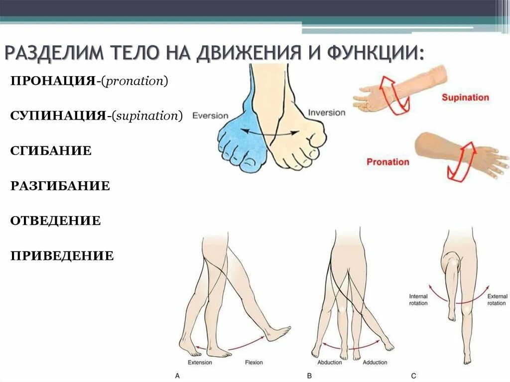 Выберите два правильно названных движения в суставах