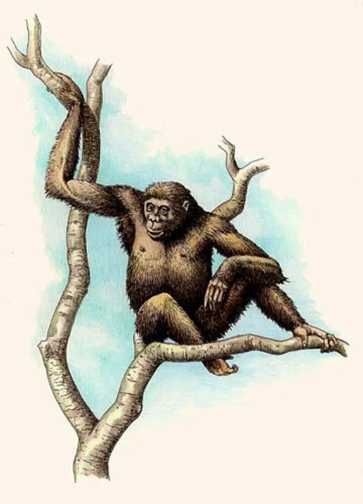 Дриопитеки Эволюция. Дриопитек древесная обезьяна. Человек дриопитек. Дриопитеки вымершие приматы. Древние люди дриопитеки