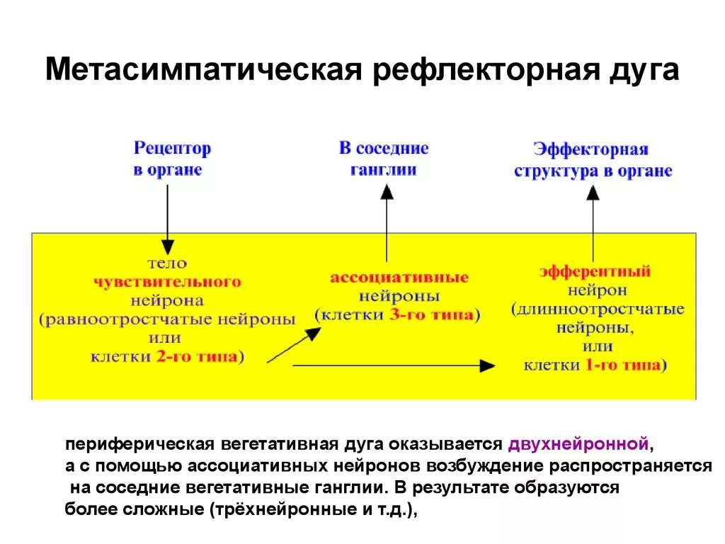 Рецепторы какой отдел нервной системы. Метасимпатическая НС рефлекторная дуга. Схема рефлекторной дуги метасимпатической нервной системы. Метасимпатический отдел вегетативной нервной системы. Метасимпатическая система обеспечивает регуляцию.