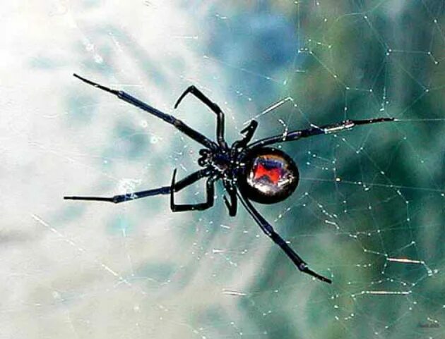 У какого паука черная паутина. Черная вдова паук. Паутина каракурта. Каракурт песчаный. Чёрная вдова паук паутина черная.