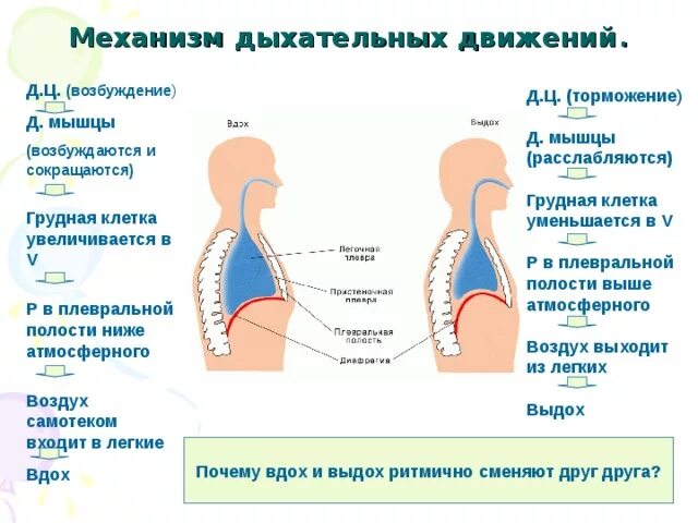 Дыхательные движения. Механизм дыхательных движений вдох и выдох. Механизм дыхательных движений таблица. Дыхательная система человека механизм вдоха и выдоха. Механизм дыхательных движений грудной клетки..