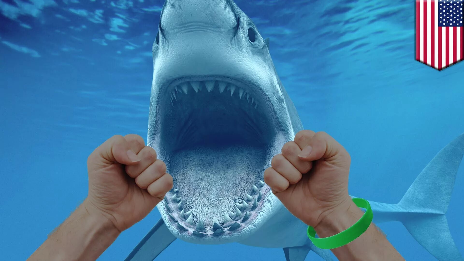 Правда что акулы боятся пузырьков. Флорида акулы.