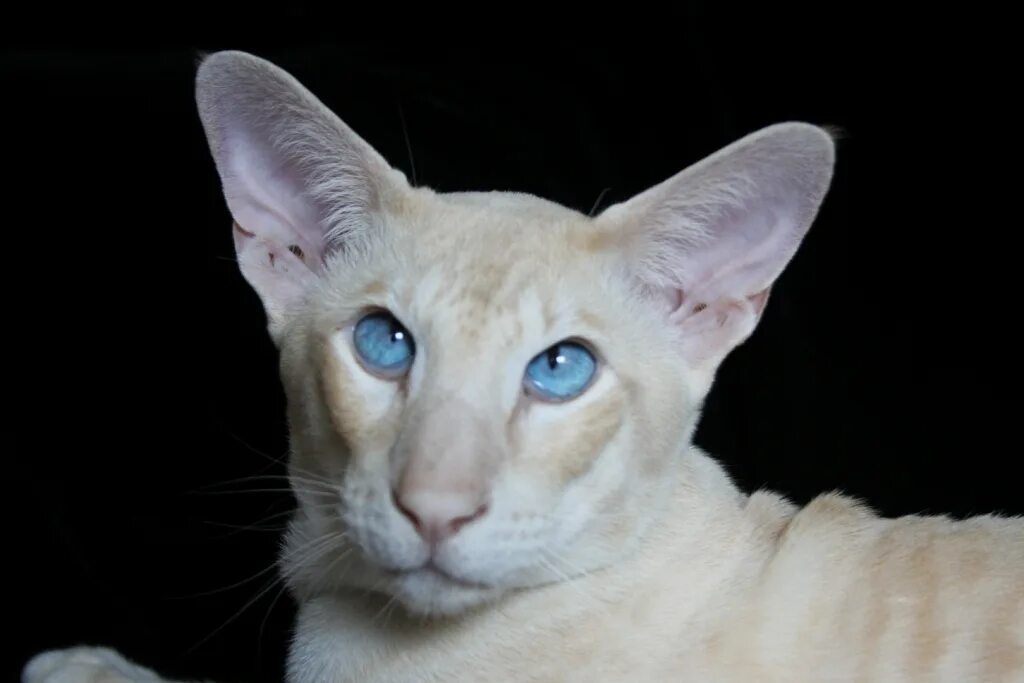 Ориентальная кошка. Кот грузин порода Ориентал. Ориентальный кот косоглазый. Ориентальная кошка грузин.