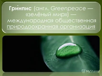 Гринпис перевод с английского