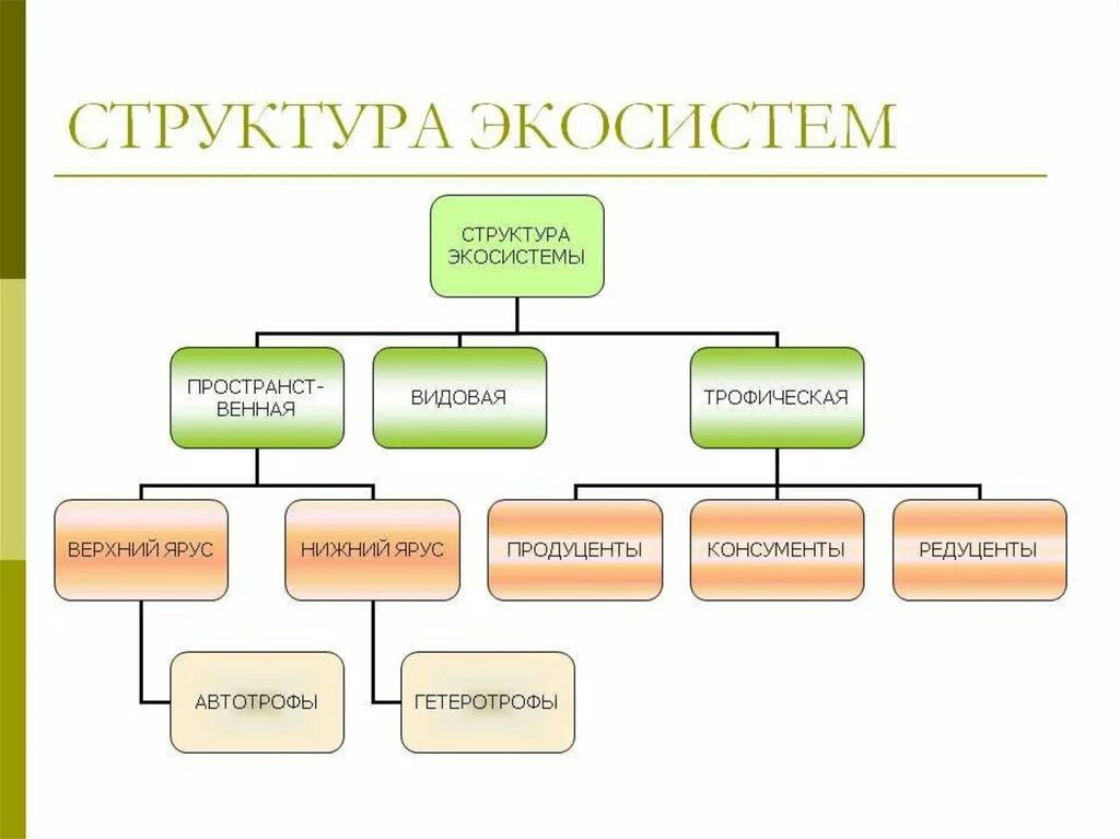 Биология структура экосистем схема. Структура экосистемы схема 9 класс биология. Структура экосистемы пространственная видовая экологическая. Структура экосистемы Сема.