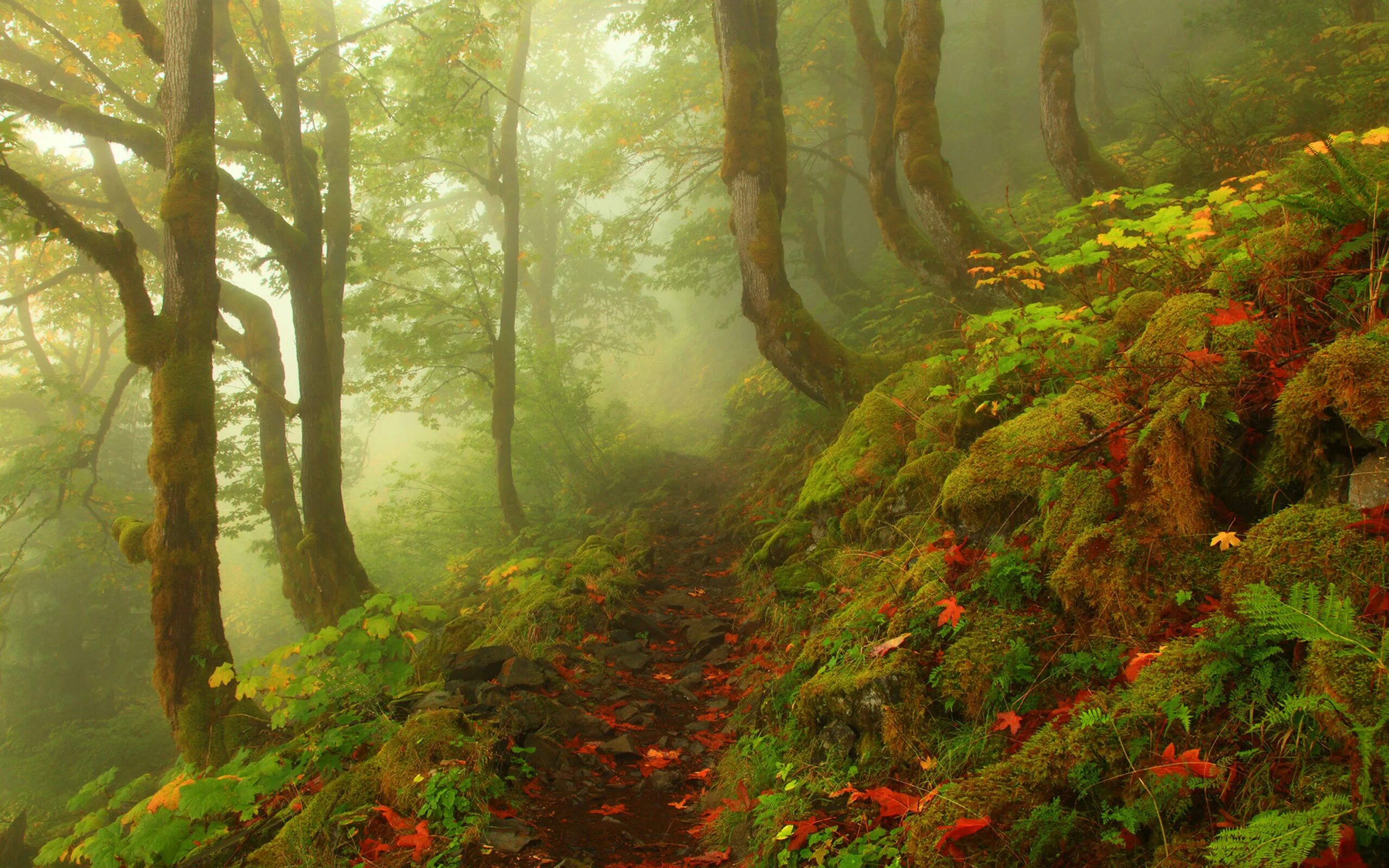 Лесной пейзаж. Красивый лес. Сказочные леса. Сказочная природа. Красивый пейзаж леса