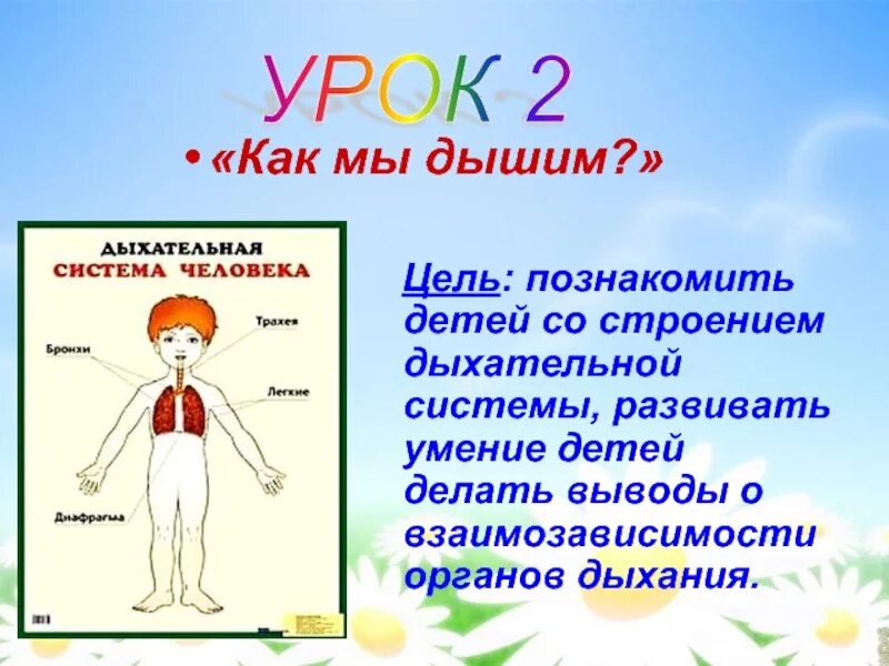 Стихотворение дыхании. Как мы дышим. Дыхания как мы дышим. Дыхательная система человека для дошкольников. Дыхание человека презентация для детей.