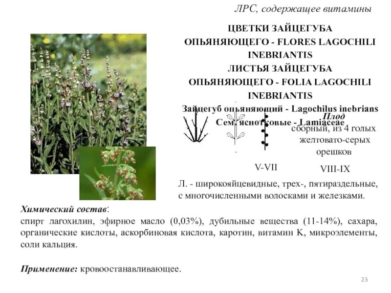 Лекарственное растительное сырье характеристика. Растения содержащие витамины Фармакогнозия. Зайцегуб опьяняющий растительное сырье. ЛРС содержащие витамины. Лекарственное растительное сырье содержащее витамины.