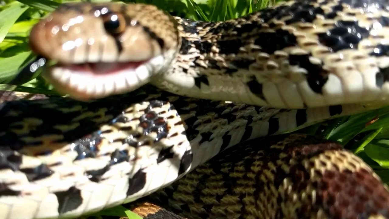 Звук змеи. Snake hissing. Bull Snake. Hiss звук.