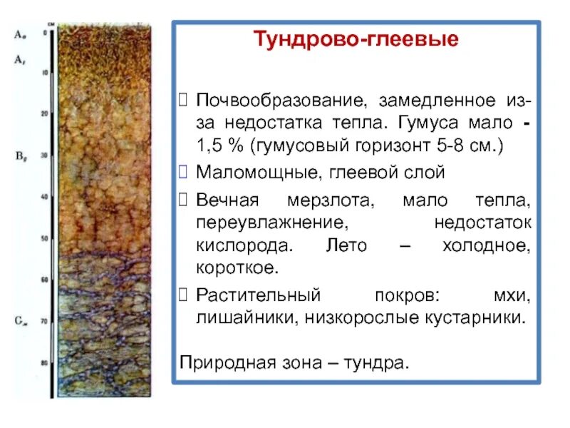Зона тундры почвы подзолистые. Гумусовый горизонт тундровая глеевая. тундрово-глеевые почвы схема. гумусовый горизонт тундровой глеевой почвы. тундровая глеевая почва плодородие.