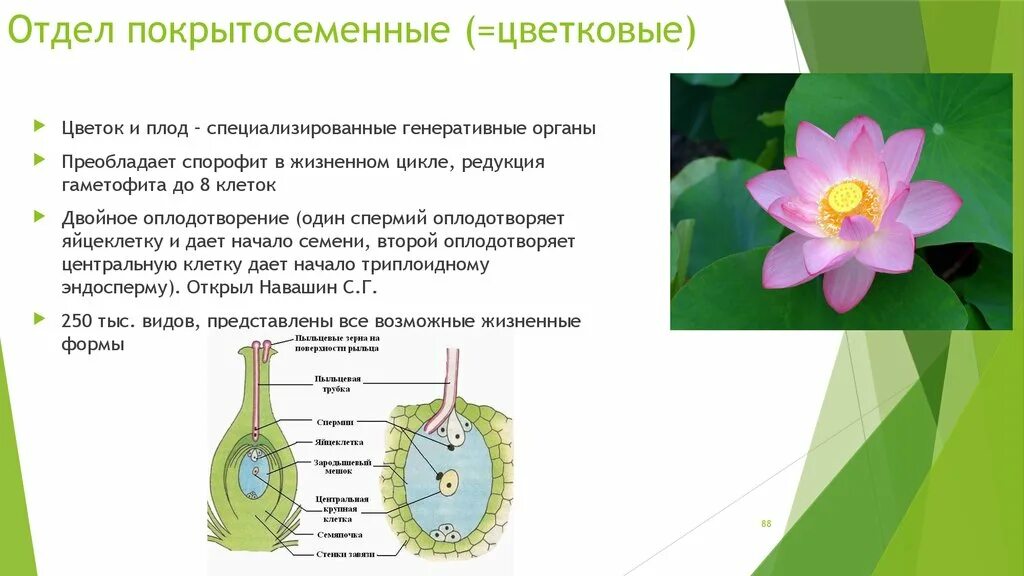 Почему покрытосеменные получили. Биология жизненный цикл покрытосеменных. Спорофит покрытосеменных растений. Отдел покрытосеменных (цветковых)растений. Жизненный цикл покрытосеменных растений.