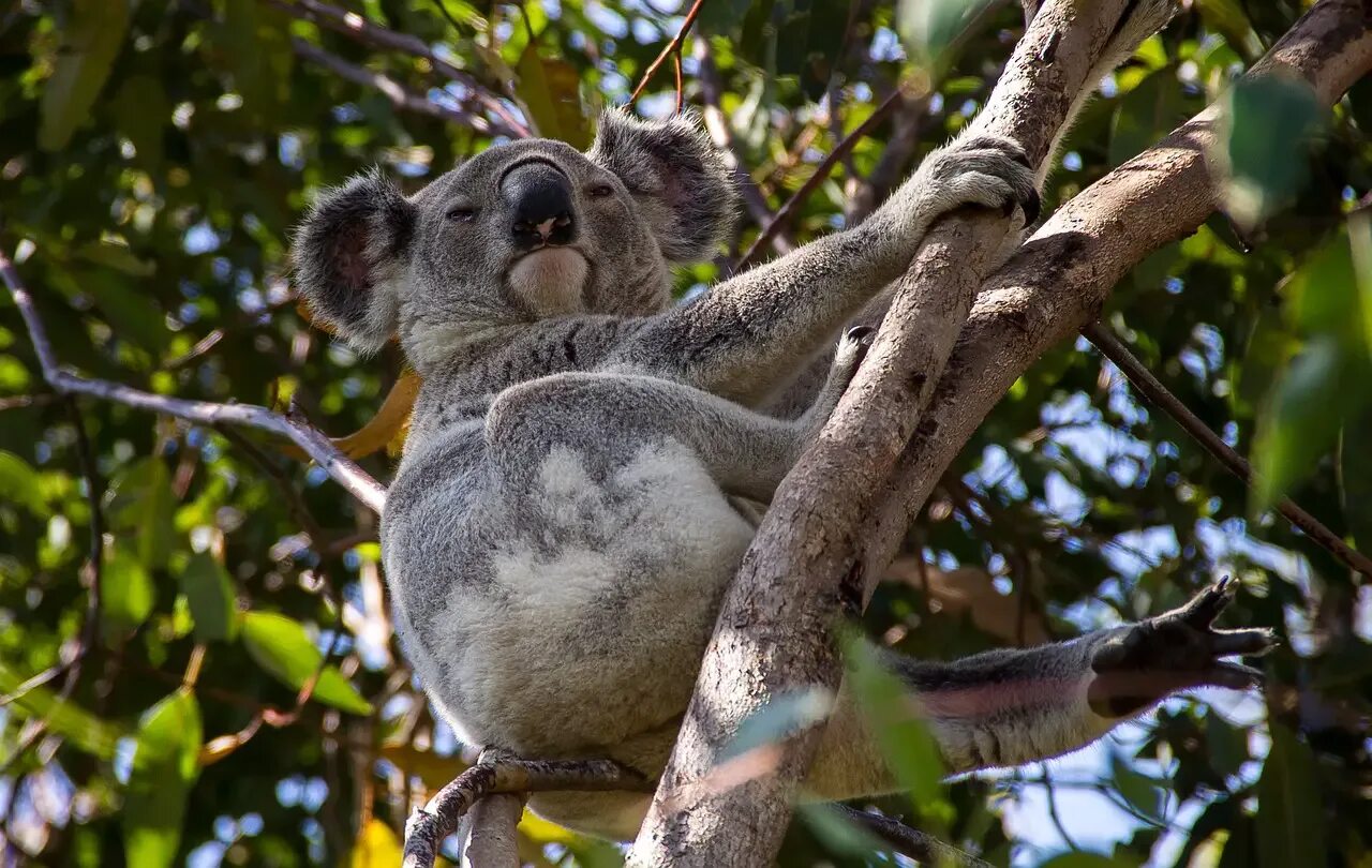 Коала Квинсленда. Коала на эвкалипте. Коала на дереве. Огромная коала.