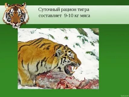 Систематика тигра