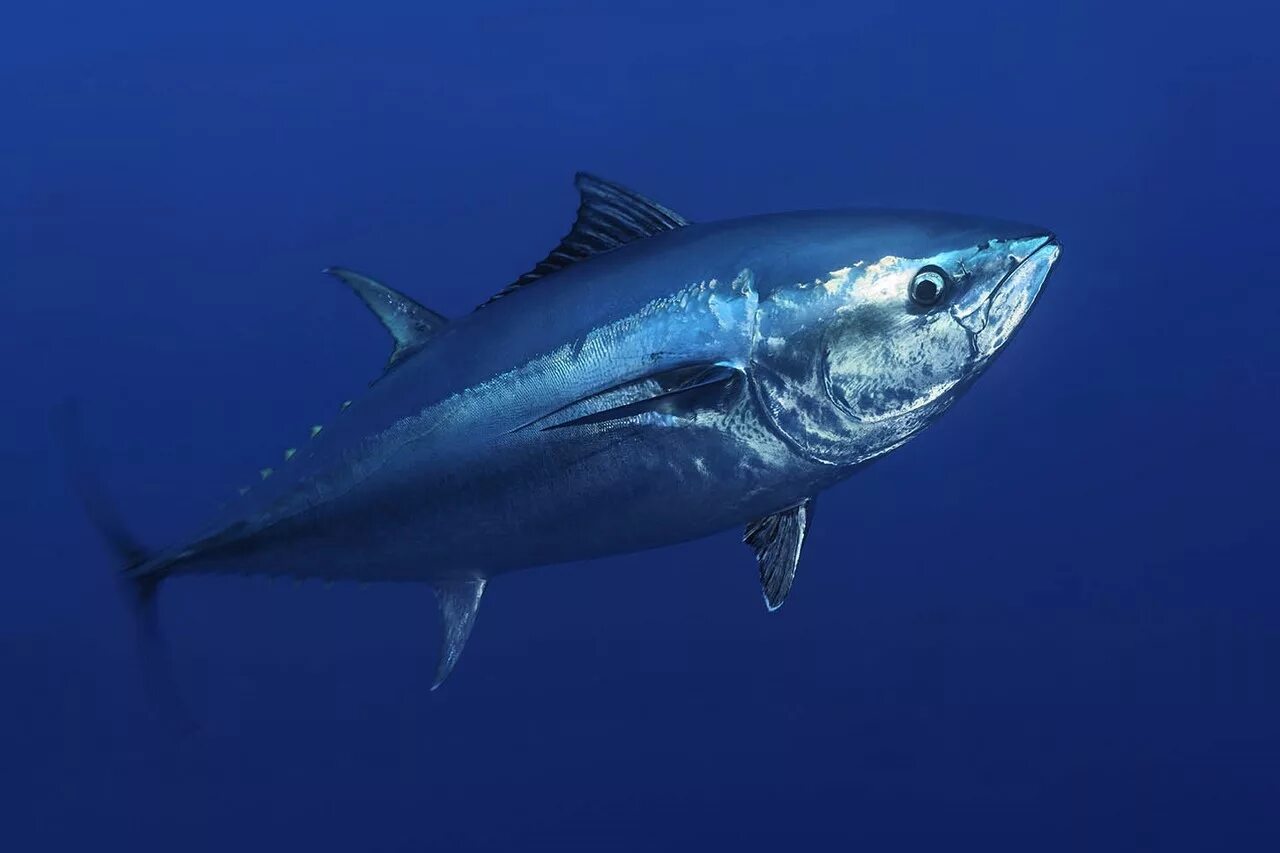 Тунец Bluefin. Синепёрый тунец. Тихоокеанский голубой тунец. Atlantic Bluefin Tuna.