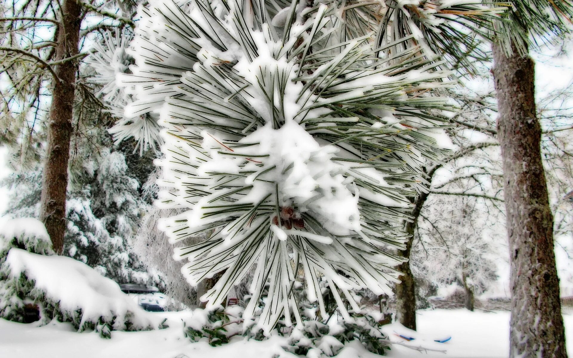 деревья под снегом. сибирский кедр зимой. сосна зимой. аляскинский кедр. сосны в снегу.