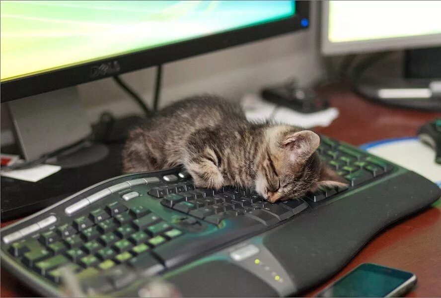 Вот это компьютер. Котенок и компьютер. котик с компьютером. котенок за компьютером. котенок на клавиатуре.