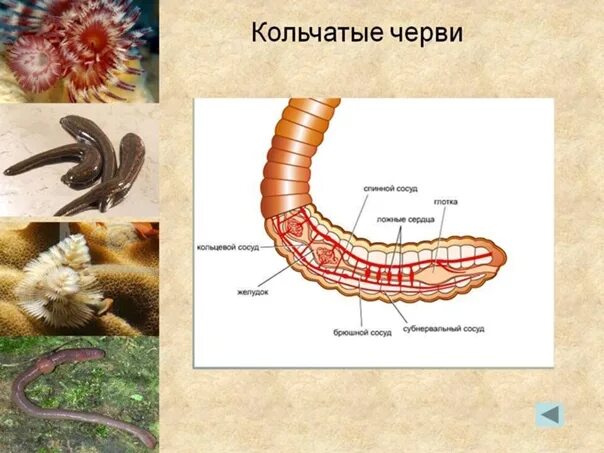 Ароморфозы многощетинковых червей. Ароморфозы кольчатых червей червей. Кольчатые черви ароморфозы. Кольчатые черви тело сегментировано.