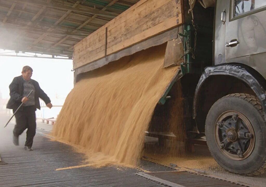 Погрузка самосвалов мтз 82. Камаз 55102 сельхозник. Настоящие камазы. Камаз 55102 с зерном. Камаз 45143 на уборке.