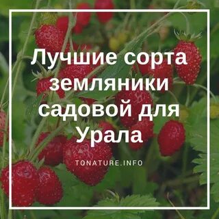 Клубника для урала лучшие